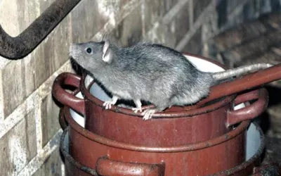 Уничтожение крыс и мышей в частном доме в СНТ Энергия